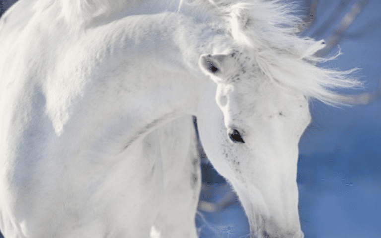 Virtue of the Week — Nobility